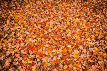Photo of autumn leaves on campus