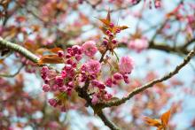 Photo of Cherry Blossoms in Quad