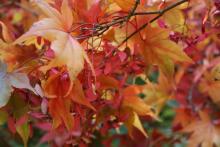 Autumn maple leaves Close-up of colorful autumn leaves.