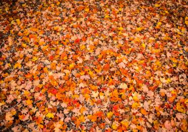 Photo of autumn leaves on campus