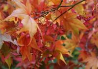 Close-up of colorful autumn leaves.
