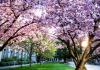 cherry blossoms near Suzzallo Library