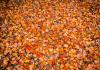 Photo of autumn leaves on campus