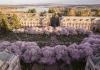 Cherry blossoms blooming on quad