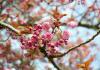 Photo of Cherry Blossoms in Quad