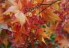 Close-up of colorful autumn leaves.
